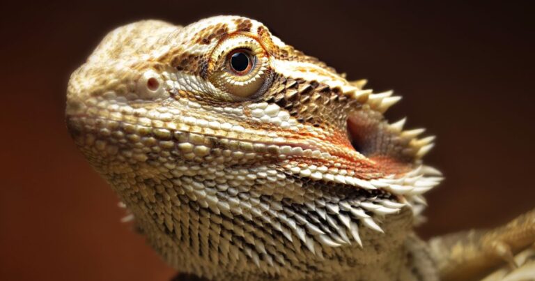 Bearded Dragon Adventures: Life with Gilbert